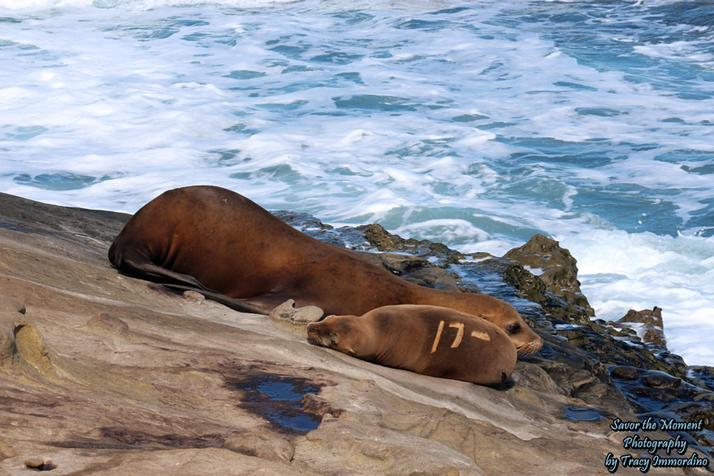 Momma and Pup Sea Lion
