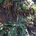 Palm Canyon