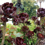 Aneoniums