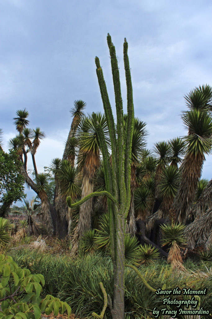 The Desert Garden