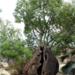The Desert Garden