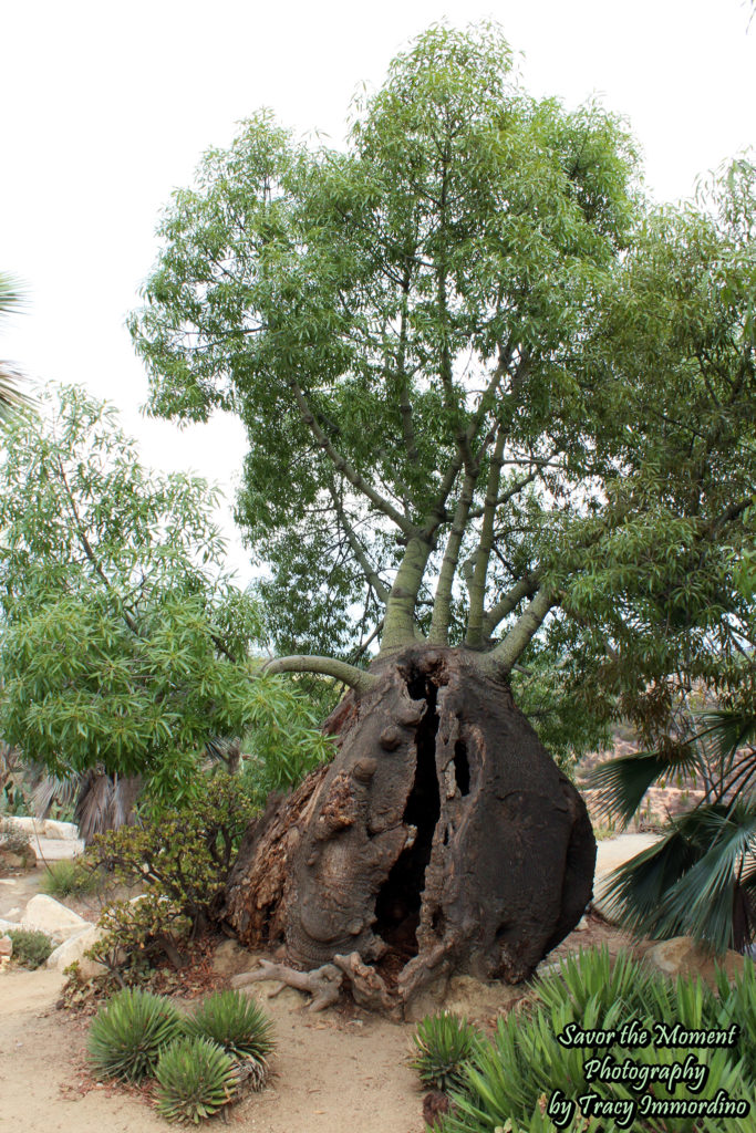 The Desert Garden