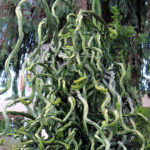 The Desert Garden