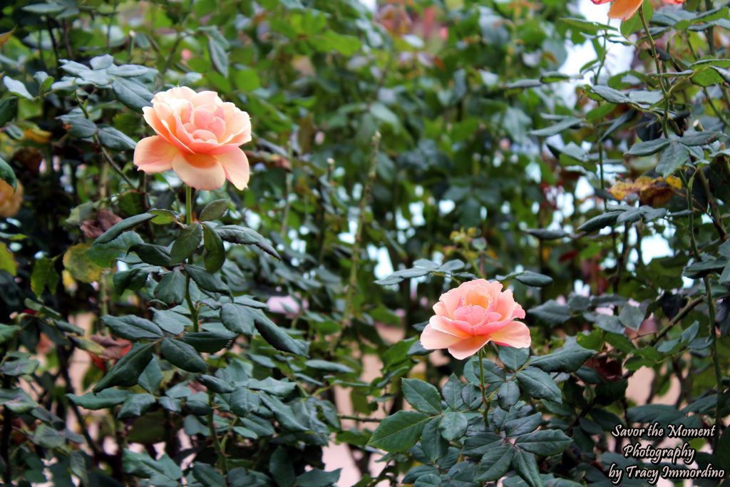 The Inez Grant Parker Memorial Rose Garden