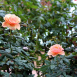 The Inez Grant Parker Memorial Rose Garden