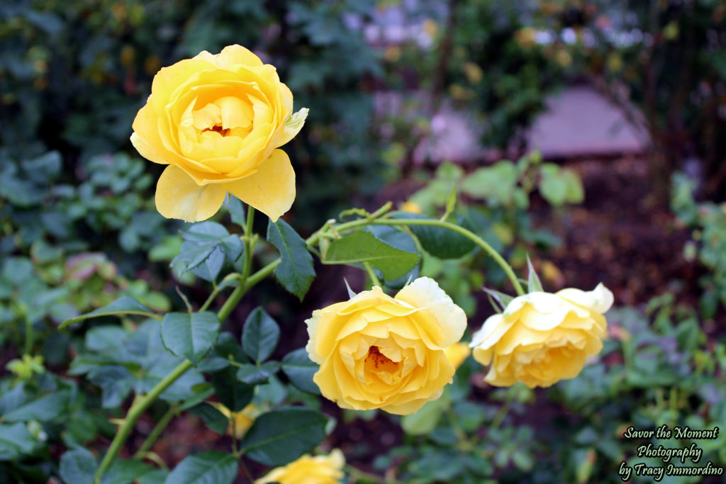 The Inez Grant Parker Memorial Rose Garden