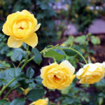 The Inez Grant Parker Memorial Rose Garden