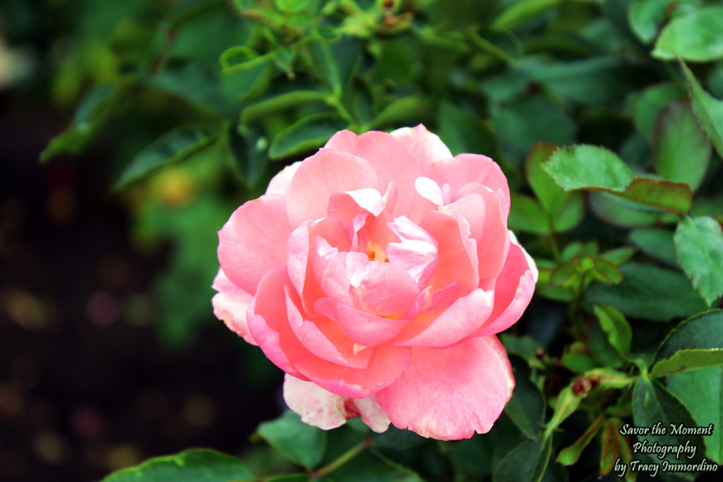 The Inez Grant Parker Memorial Rose Garden