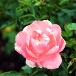 The Inez Grant Parker Memorial Rose Garden