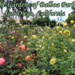 The Gardens of Balboa Park