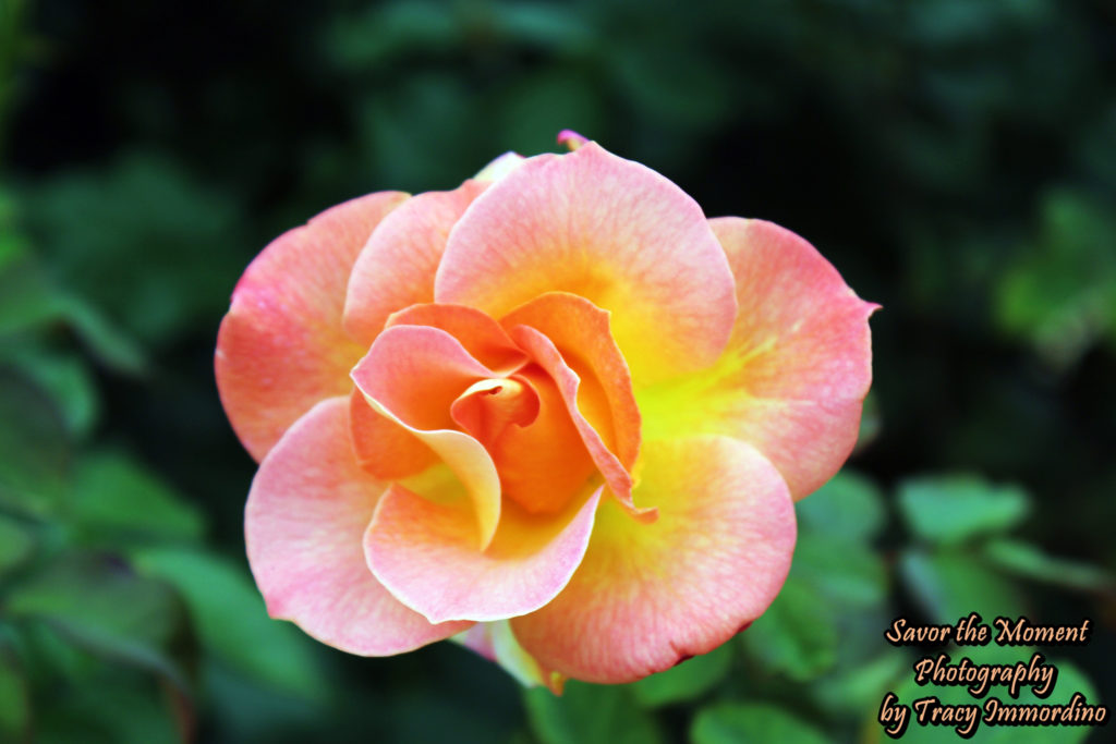 Inez Grant Parker Memorial Rose Garden