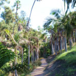 Palm Canyon