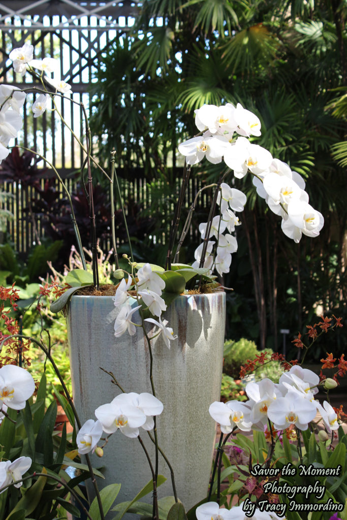 Orchids Blooming in the Botanical Building