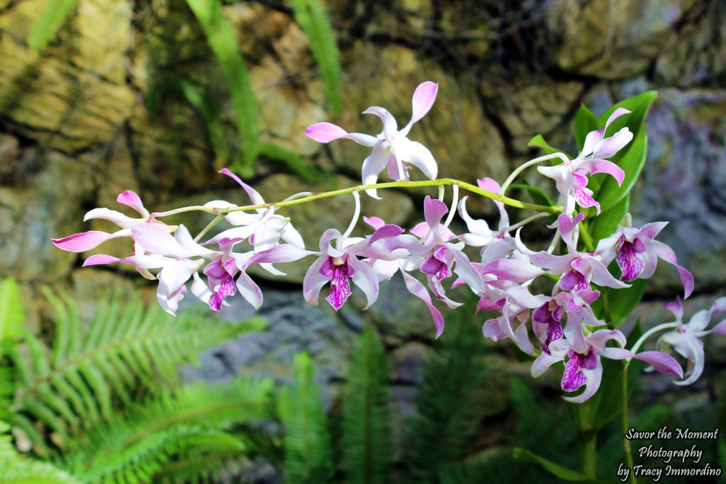 Orchids Blooming in the Botanical Building