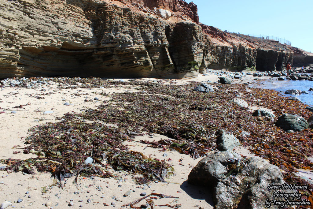 Point Loma ~ Low Tide