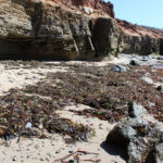 Point Loma ~ Low Tide