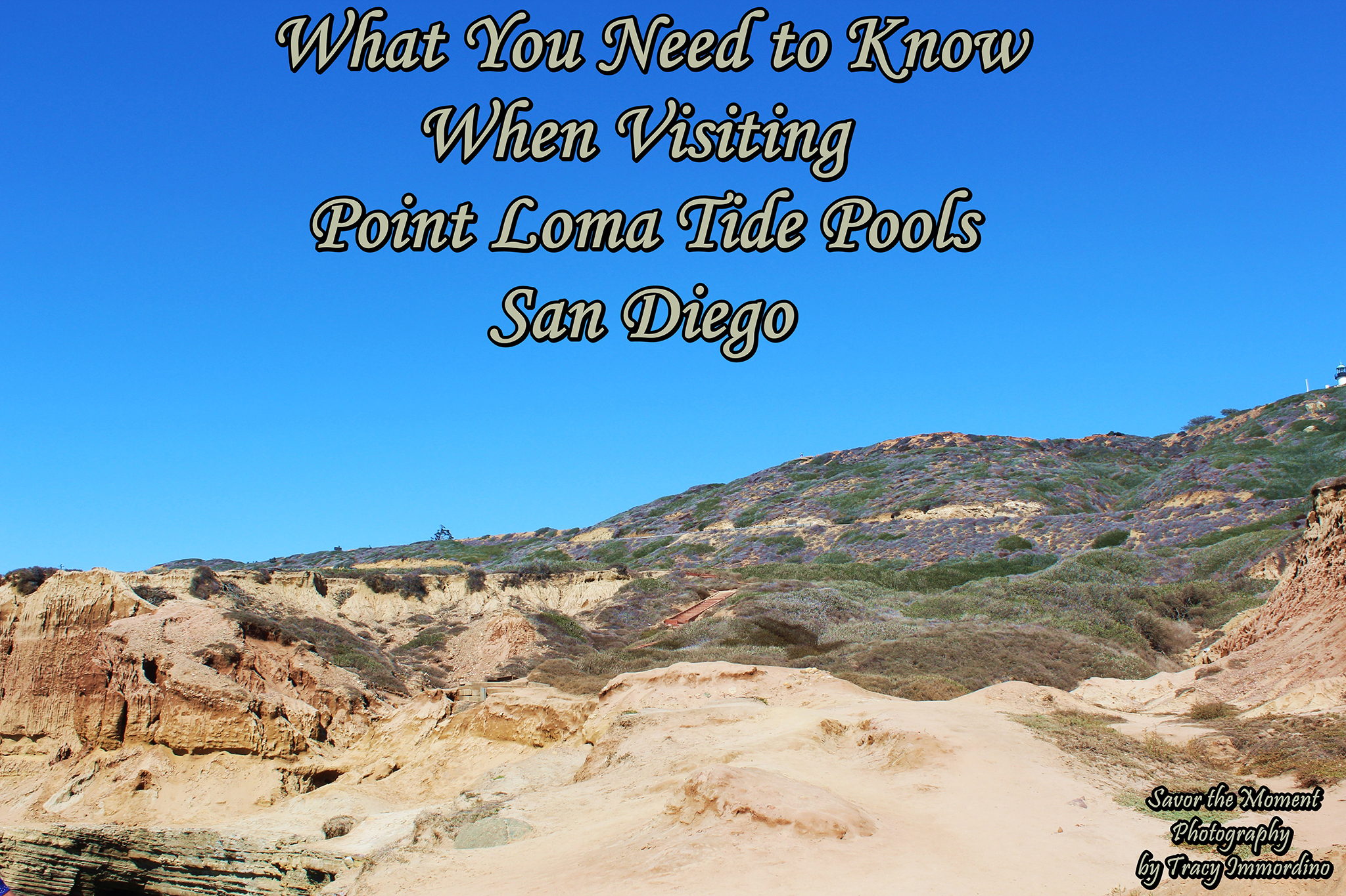 What You Need to Know When Visiting Point Loma Tide Pools