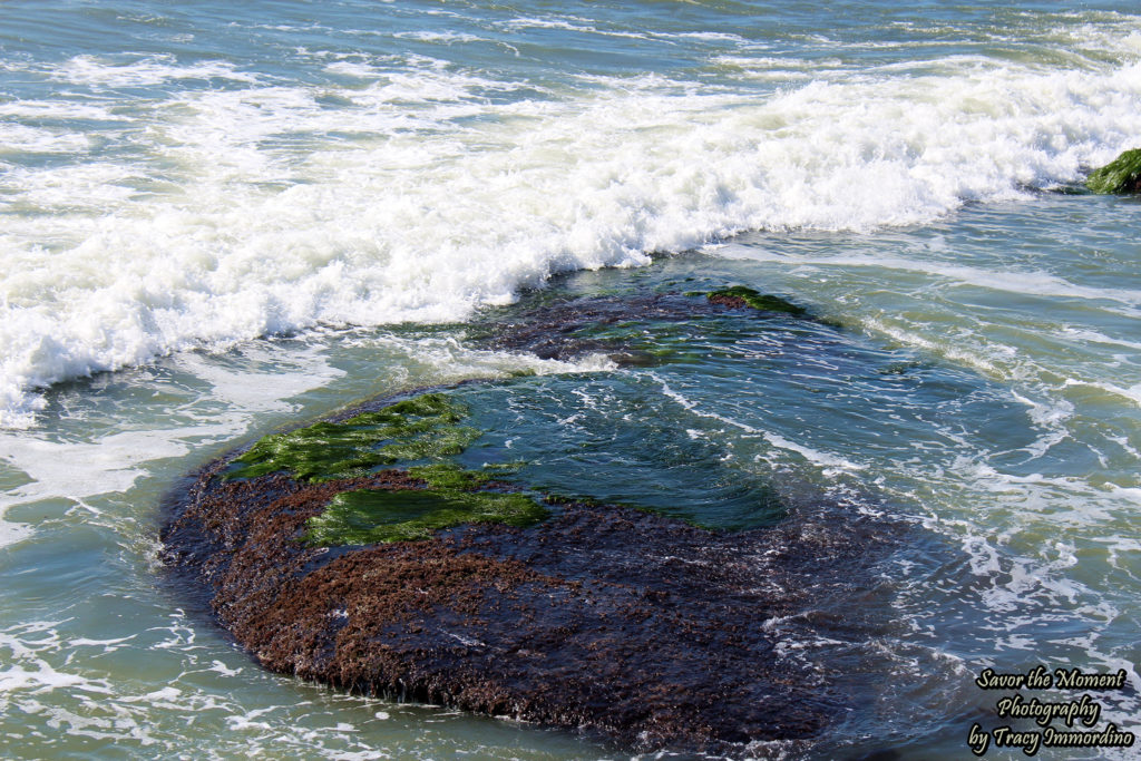 Point Loma Tide Pools