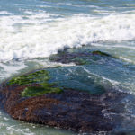 Point Loma Tide Pools