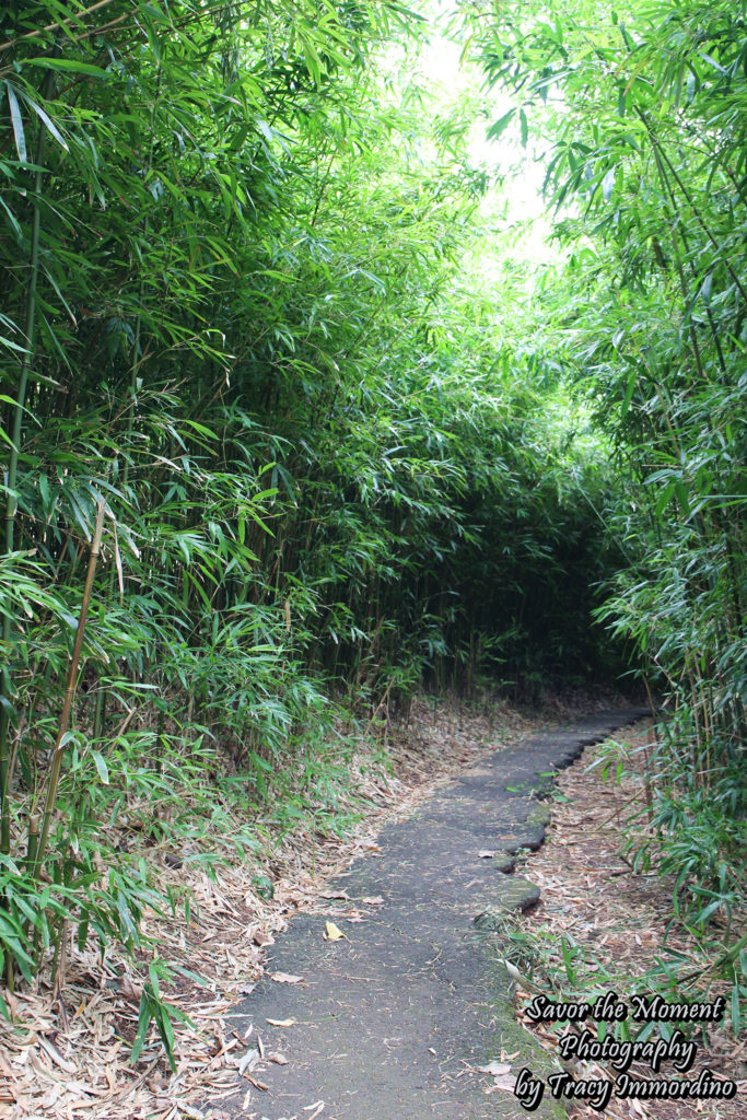 Bamboo Tunnel at Kepaniwai Park in Maui