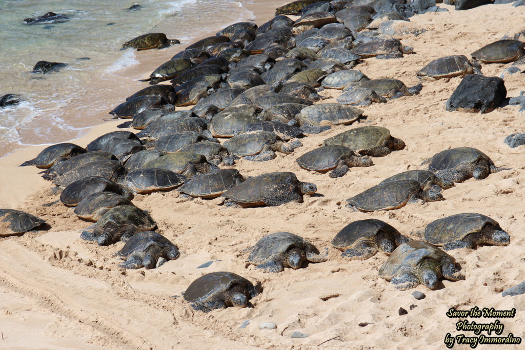 Green Sea Turtles on Ho'okipa Beach in Maui