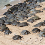 Green Sea Turtles on Ho’okipa Beach in Maui
