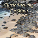 Where to Find the Best Turtle Viewing on Maui