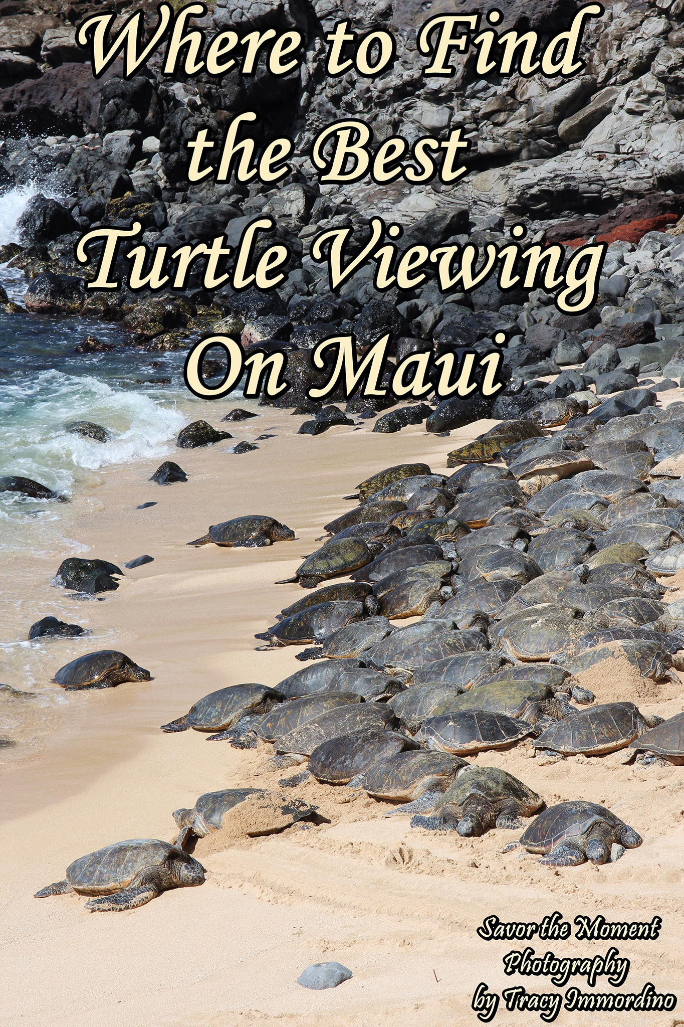 Where to Find the Best Turtle Viewing on Maui