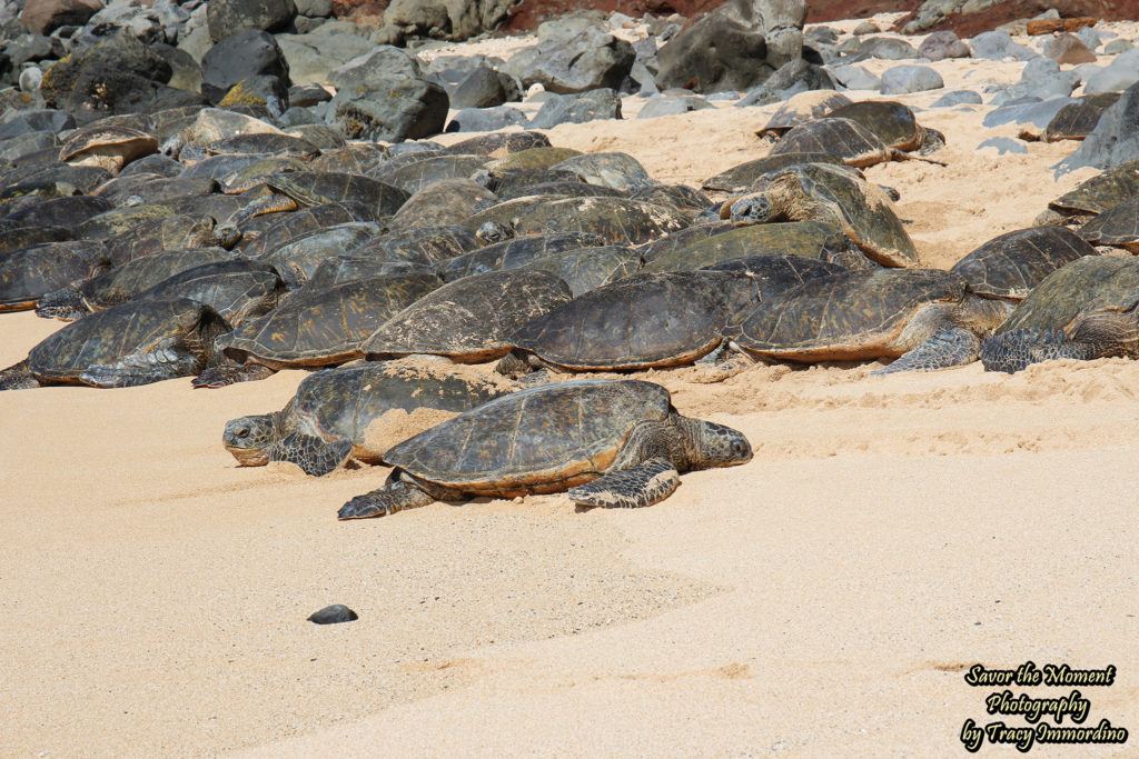 Green Sea Turtles on Ho'okipa Beach in Maui