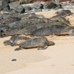 Green Sea Turtles on Ho’okipa Beach in Maui