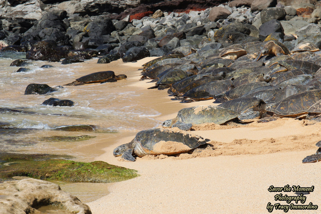 Green Sea Turtles on Ho'okipa Beach in Maui