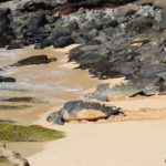Green Sea Turtles on Ho’okipa Beach in Maui