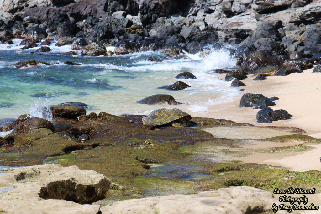 Green Sea Turtles on Ho'okipa Beach in Maui