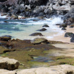 Green Sea Turtles on Ho’okipa Beach in Maui
