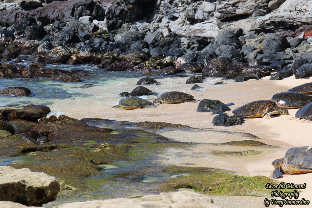 Green Sea Turtles on Ho'okipa Beach in Maui