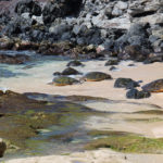 Green Sea Turtles on Ho’okipa Beach in Maui