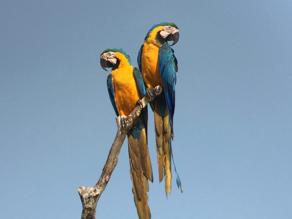 Blue and Gold Macaws in Tambopata National Reserve, Puerto Maldonado, Peru