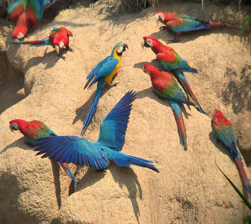 Chuncho Macaw Clay Lick, Tambopata National Reserve, Peru
