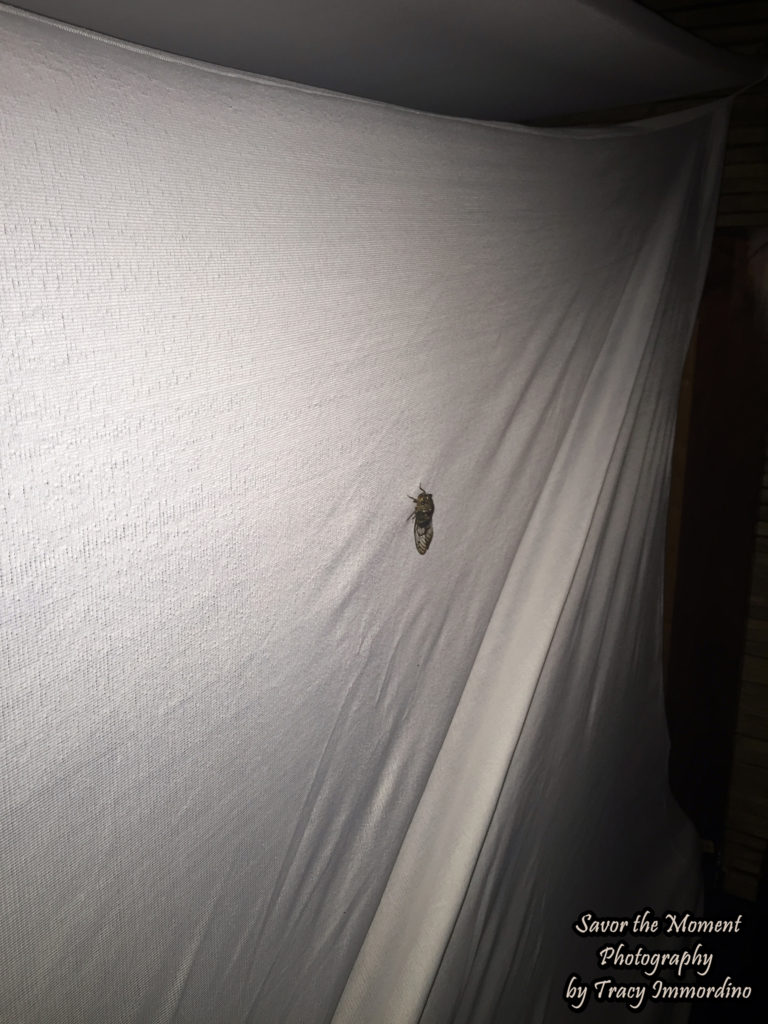 Cicada in the Amazon