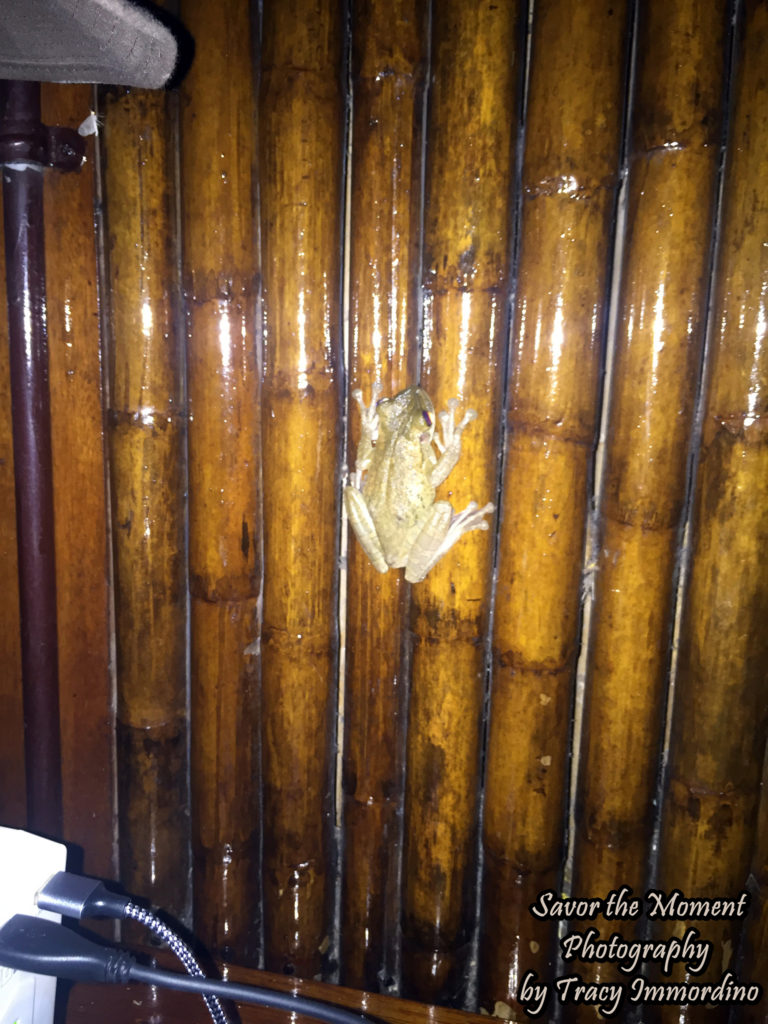 There's a frog in my room!