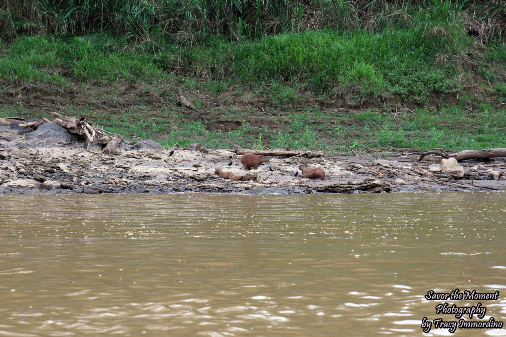 Capybara on the Shore of the Rio Tambopata, Madre de Dios, Peru
