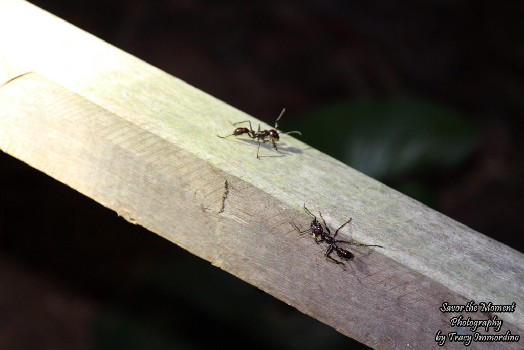 Bullet Ants in the Amazon, Peru