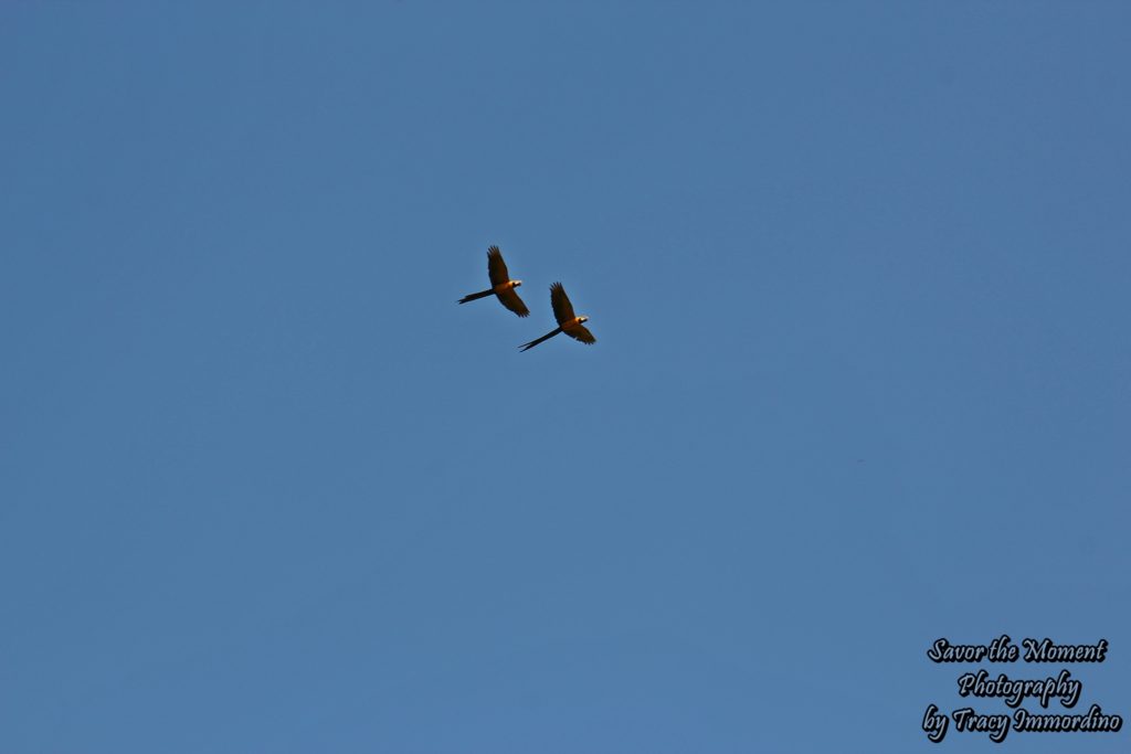 Blue and Gold Macaws Flying Over the Amazon