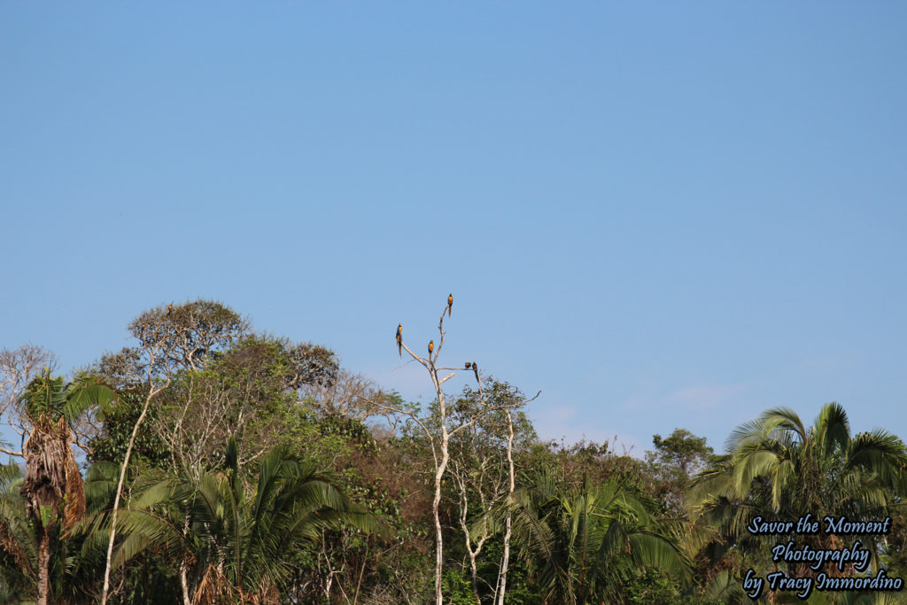 Blue and Gold Macaws in Tambopata National Reserve, Puerto Maldonado, Peru