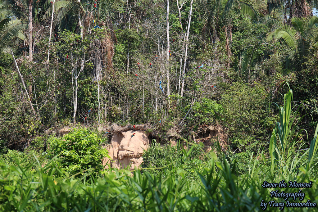 Macaws Descending to the Chuncho Macaw Clay Lick