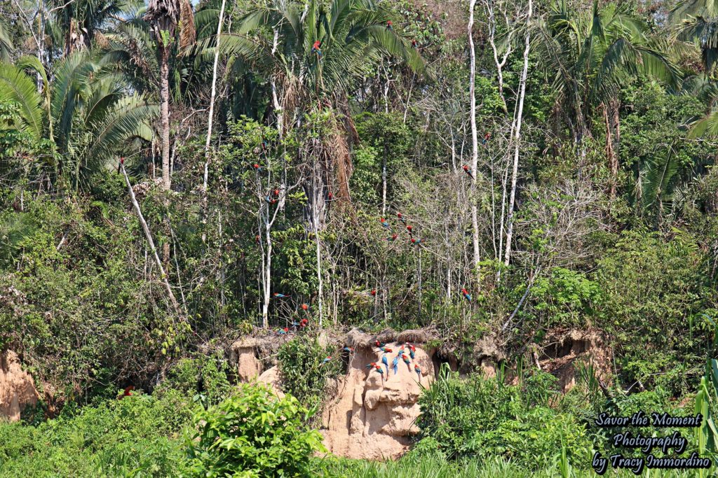 Chuncho Macaw Clay Lick, Tambopata National Reserve, Peru