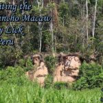 Visiting the Chuncho Macaw Clay Lick in Peru