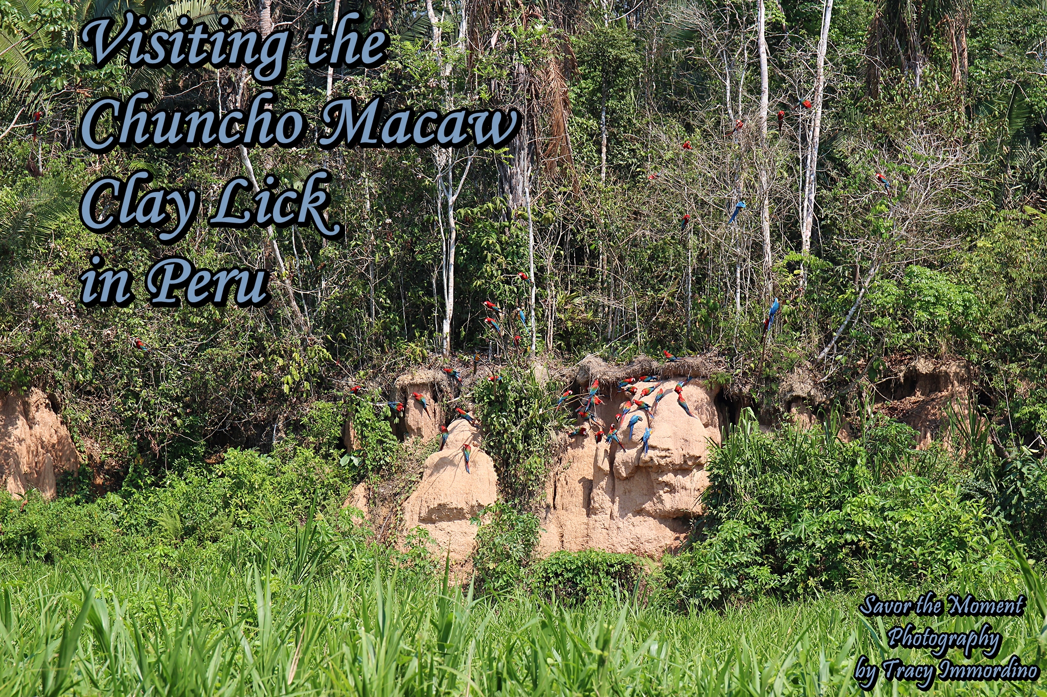 Visiting the Chuncho Macaw Clay Lick in Peru