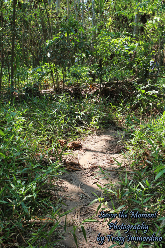 Tambopata National Reserve, Puerto Maldonado, Peru