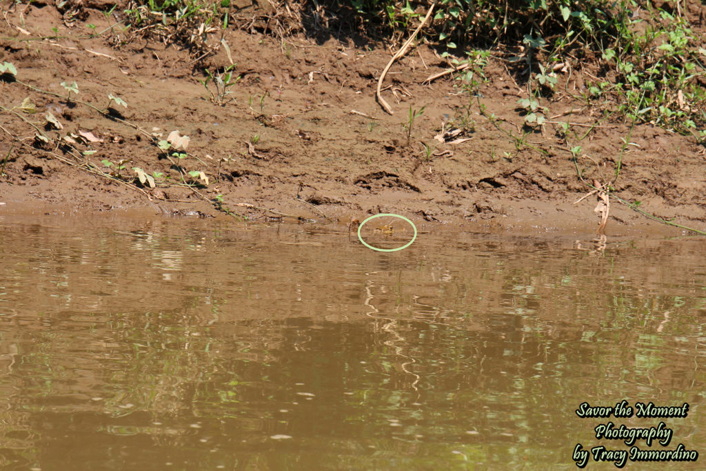 A Caiman in the Rio Tambopata, Peru